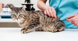 Mèo bị nôn mửa - Các nguyên nhân tiềm ẩn và cách điều trị - BỆNH VIỆN THÚ Y DREAMPET