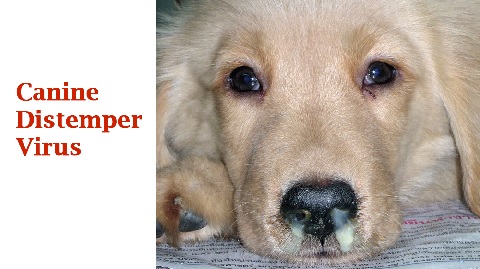Bệnh Care chó – những điều bạn nên biết - BỆNH VIỆN THÚ Y DREAMPET