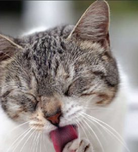 Mèo bị viêm phế quản có 2 thể là cấp tính và mãn tính