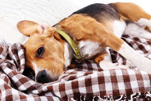 Bệnh Care ở chó chưa có thuốc đặc trị