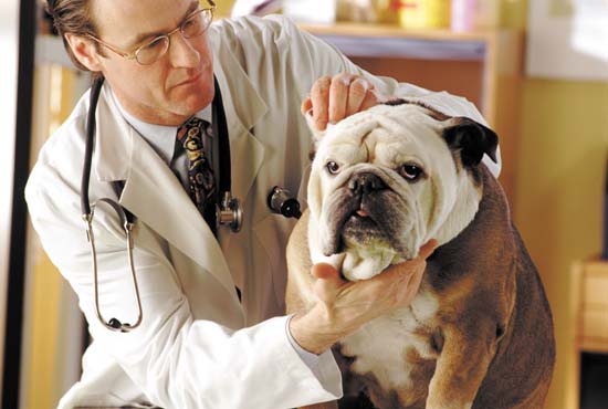 Bệnh viêm da ở chó có thể chữa trị tân gốc