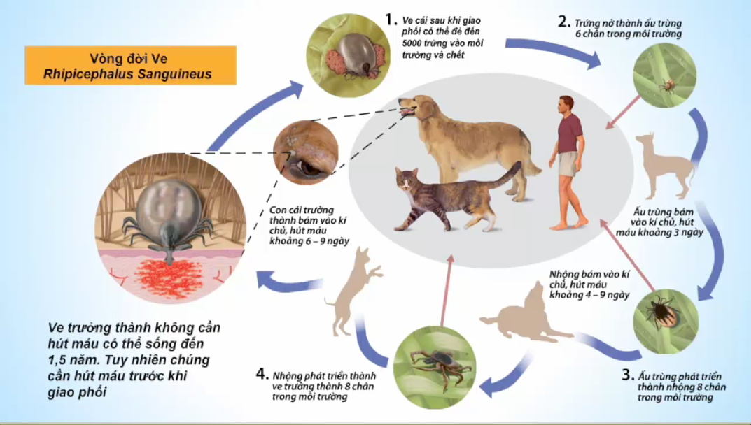 ve chó truyền bệnh ký sinh trùng máu Ehrlichia canis ở chó