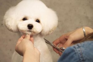 Cắt tia lông cho chó Poodle giúp loại bỏ những phần lông rối