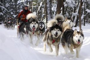 Chó ALaska kéo xe trượt tuyết
