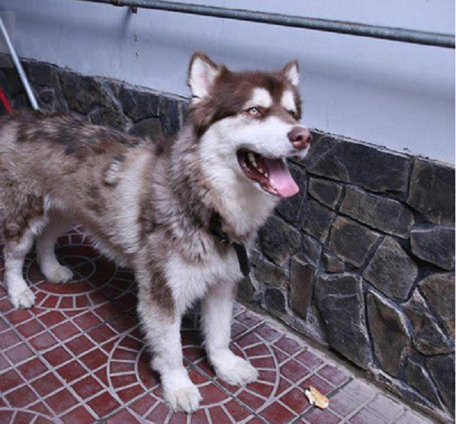 Bệnh mò bao lông ở chó Alaska khá phổ biến