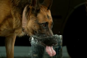 Cho chó uống nước để hạn chế nguy cơ chó bị shock nhiệt