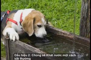 Shock nhiệt ở chó khiến chúng uống nước liên tục