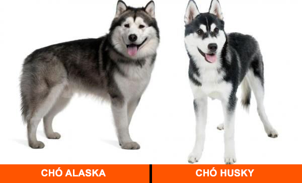 5 đặc điểm dùng để phân biệt chó Alaska và Husky
