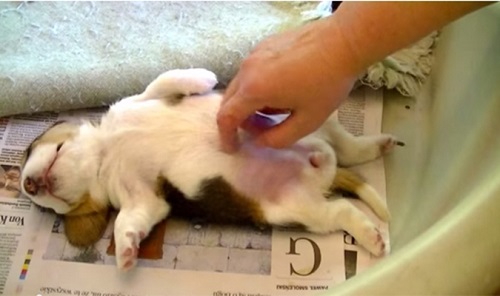 Tư thế nủ của chó hơi kỳ lạ