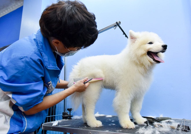 Phương pháp chăm sóc lông cho chó Samoyed