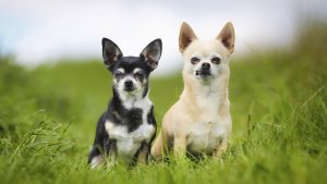 Phân biệt Chihuahua và Phốc như thế nào?