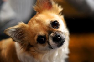 Chihuahua bị đau mắt