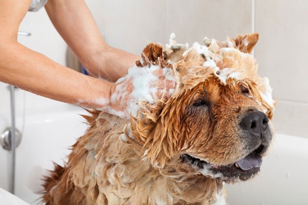Tắm rửa thường xuyên cho thú cưng