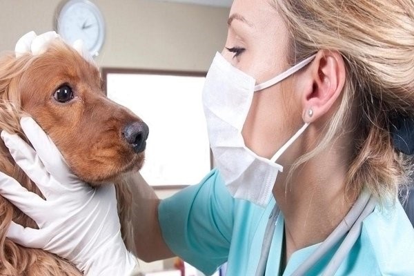 Đưa chó đến bệnh viện bác sĩ thú y quận Long Biên khi có triệu chứng bệnh