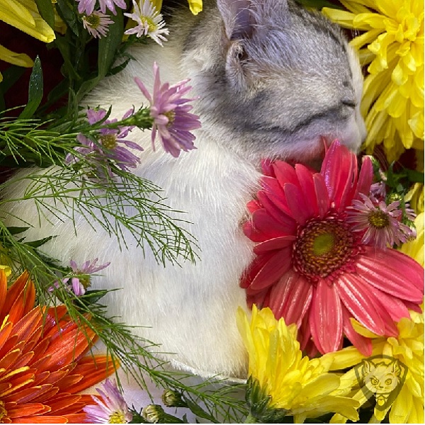 Hỏa Thiêu Chó Mèo Quận Hoàng Mai | BỆNH VIỆN THÚ Y DREAMPET