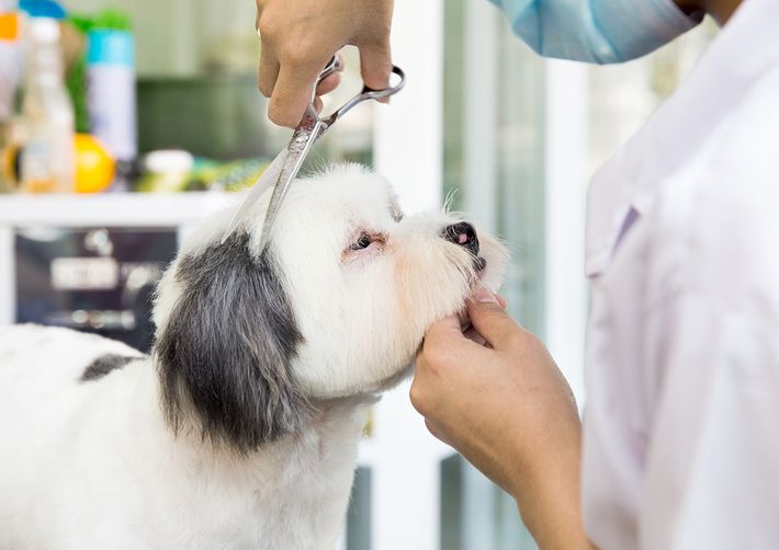 Nhân viên cắt tỉa lông tạo dáng cho thú cưng 