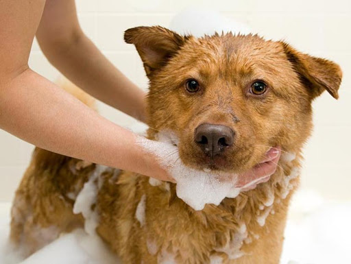 Cắt tỉa lông và tắm rửa thú cưng rất hot