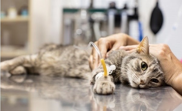 Tìm hiểu về bệnh hen ở mèo - BỆNH VIỆN THÚ Y DREAMPET
